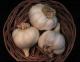 How To Can Garlic